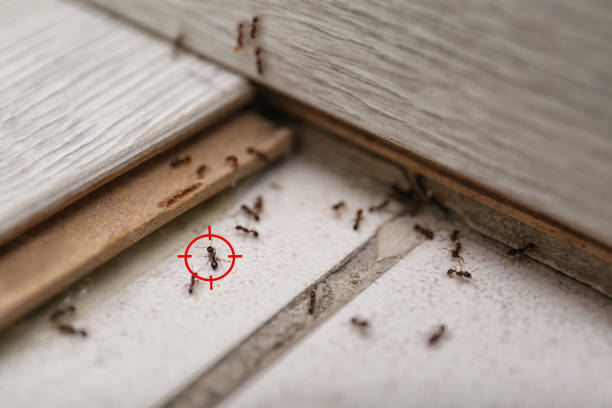 Best Local Pest Control Services  in Winnsboro, TX