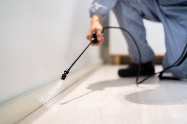 Best Flea Control Services  in Winnsboro, TX