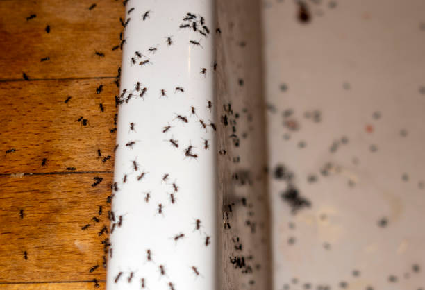 Best Commercial Pest Control Services  in Winnsboro, TX