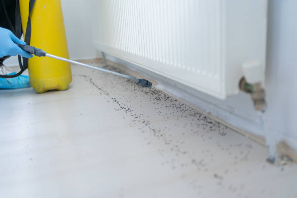 Best Termite Control Services  in Winnsboro, TX