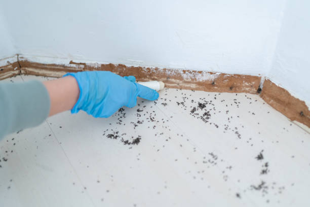 Best Pest Prevention Services  in Winnsboro, TX