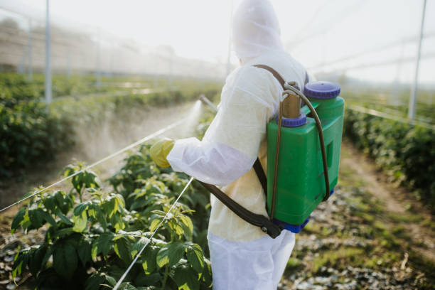 Best Ant Control Services  in Winnsboro, TX